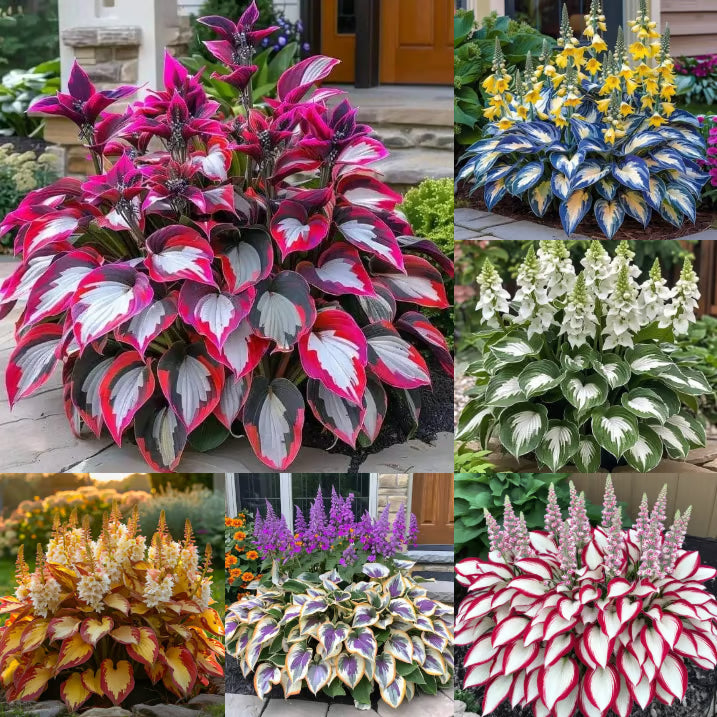 GardenÉlan – Seltene Hosta-Samen für Hausgärten (100 Samen)