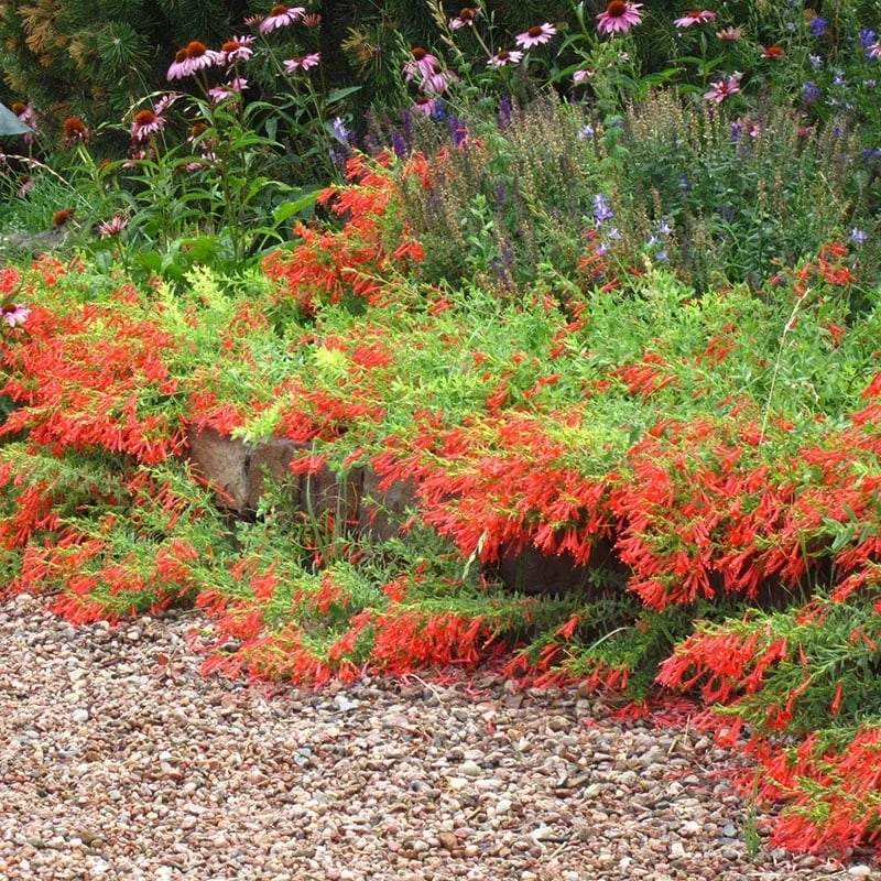 FloraAura "Alfombra de Colibríes" – Semillas de Epilobium garrettii Rainbow Burst