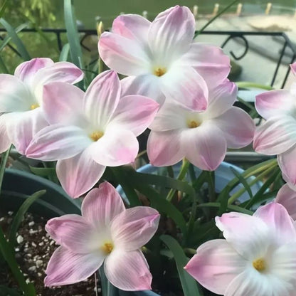 PetalBurst - Bulbos de Floración Rápida