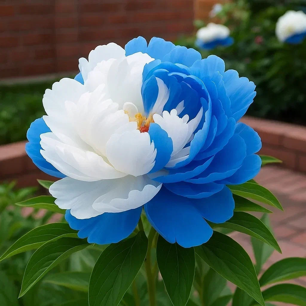 RoyalPetal – Peonías de jardín de lujo