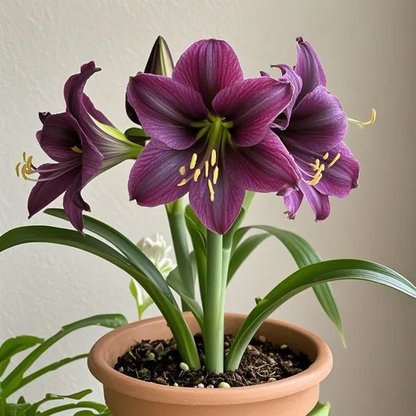 FloraCrown – Bulbos de lujo