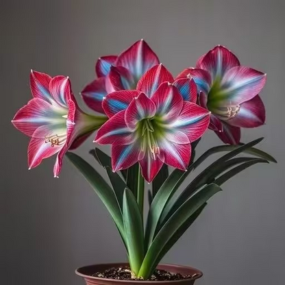 FloraCrown – Bulbos de lujo