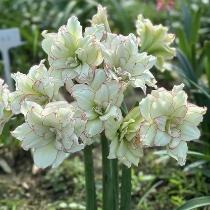 FloraCrown – Bulbos de lujo