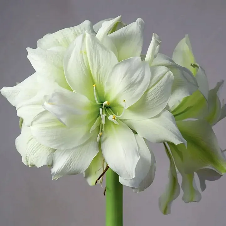 FloraCrown – Bulbos de lujo