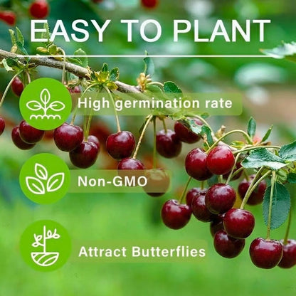 🍒 (Nueva Cosecha) Semillas de Cereza Dulce 🌿Pre-preparadas para Alta Germinación (99% de Germinación)