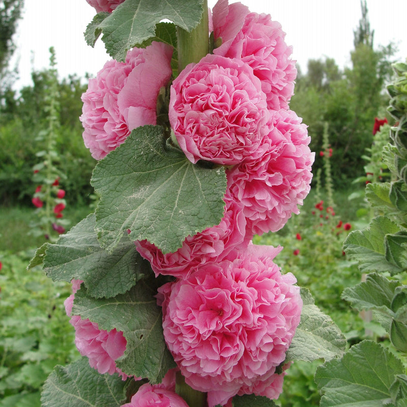 BloomMajesty – Premium-Stockrosensamen