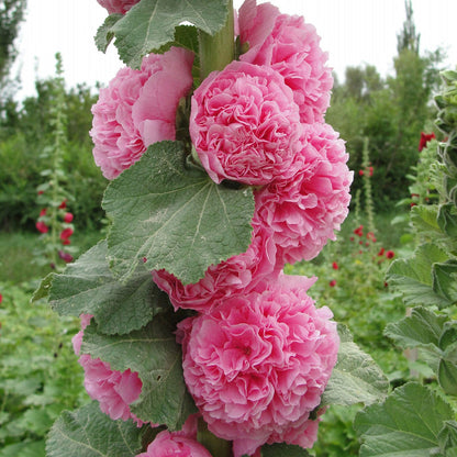 BloomMajesty – Premium-Stockrosensamen