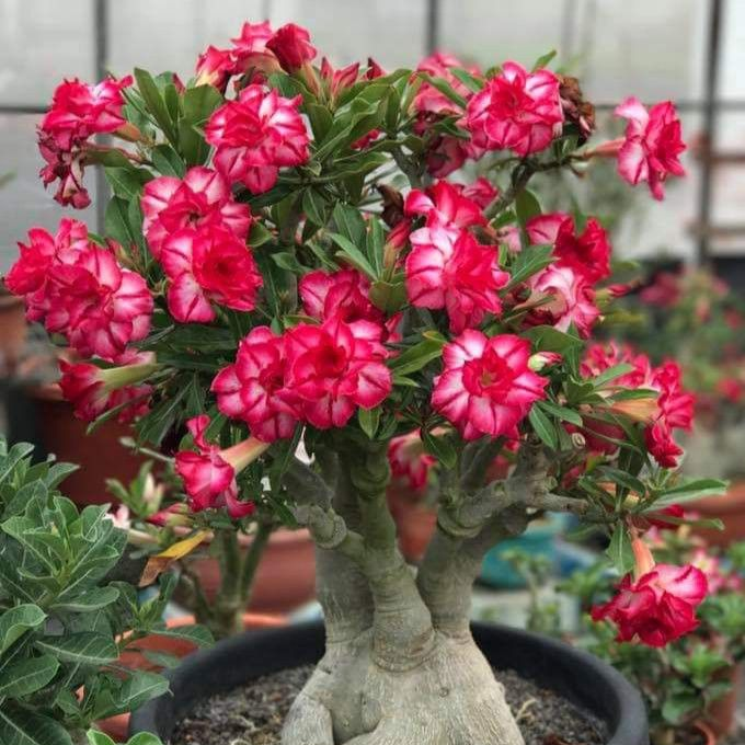 Jardín SunRose – Semillas de Flor del Desierto
