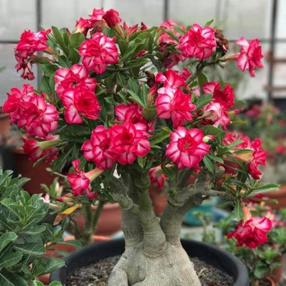 FloraOasis – Semillas de Adenium Premium