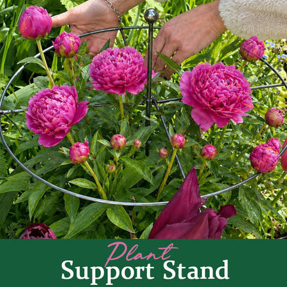 PlantPulse – Jaula de soporte para la estabilidad del tallo