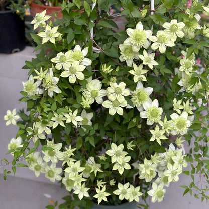 GardenGrace - Clematis-Samen
