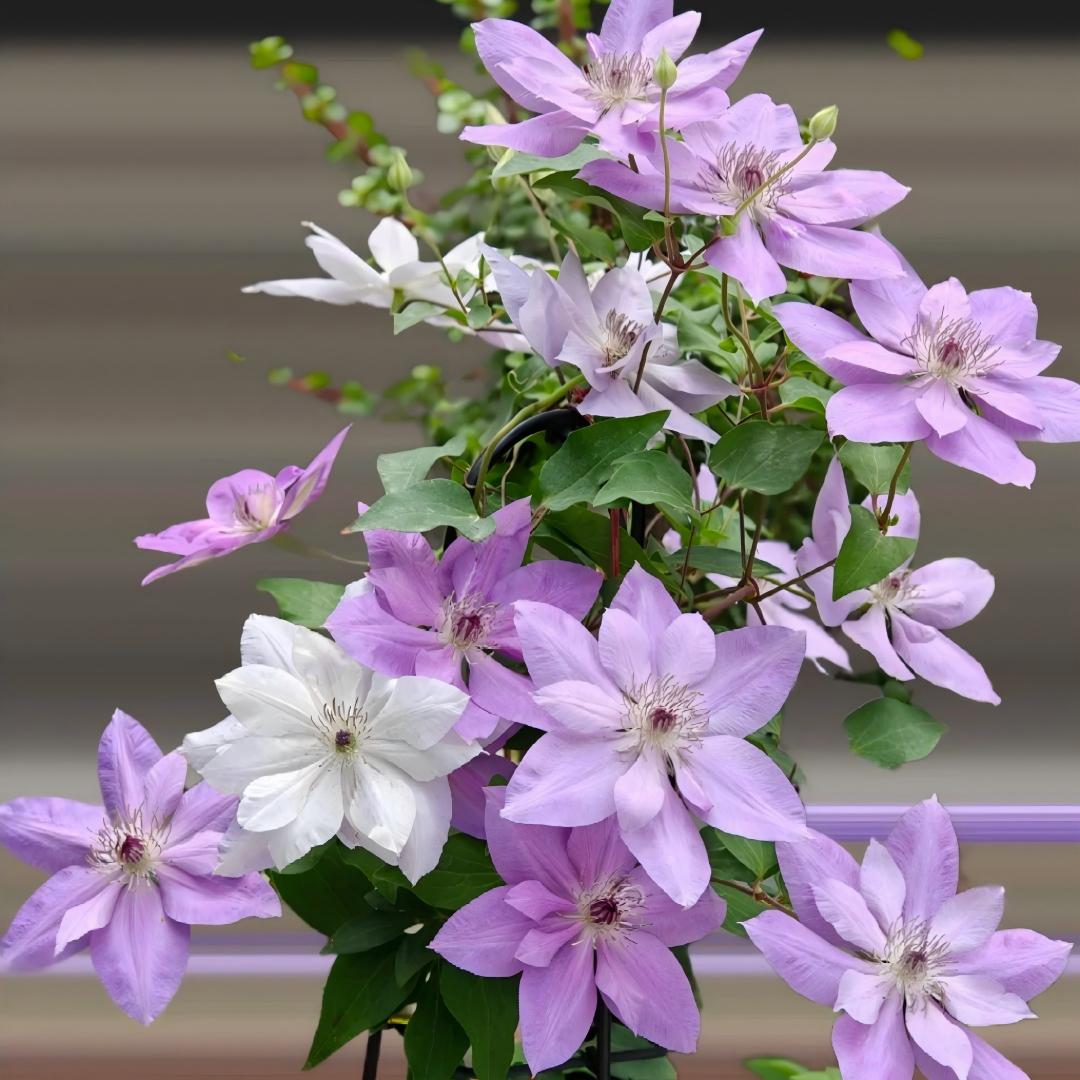 GardenGrace - Clematis-Samen