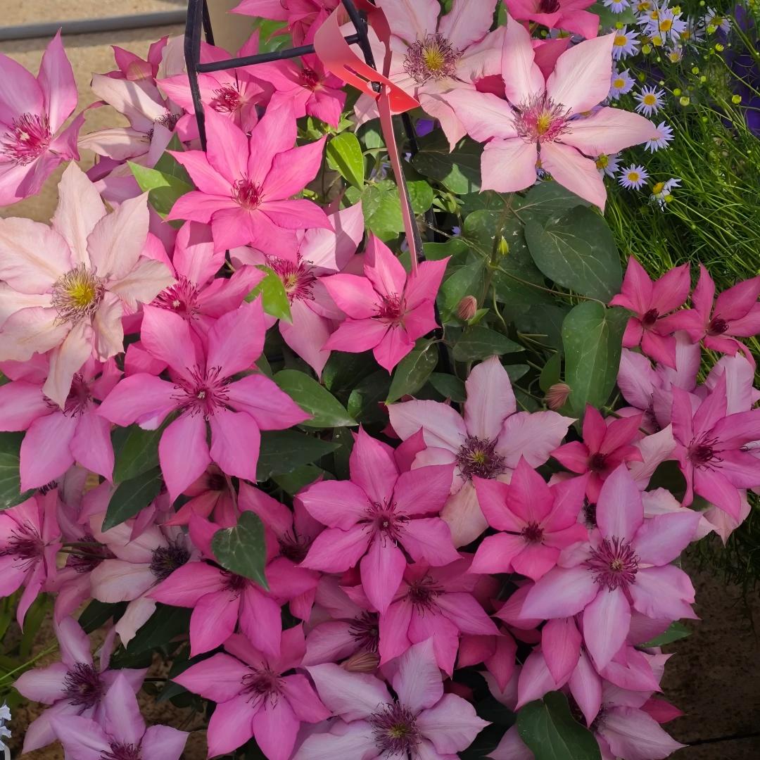 GardenGrace - Clematis-Samen