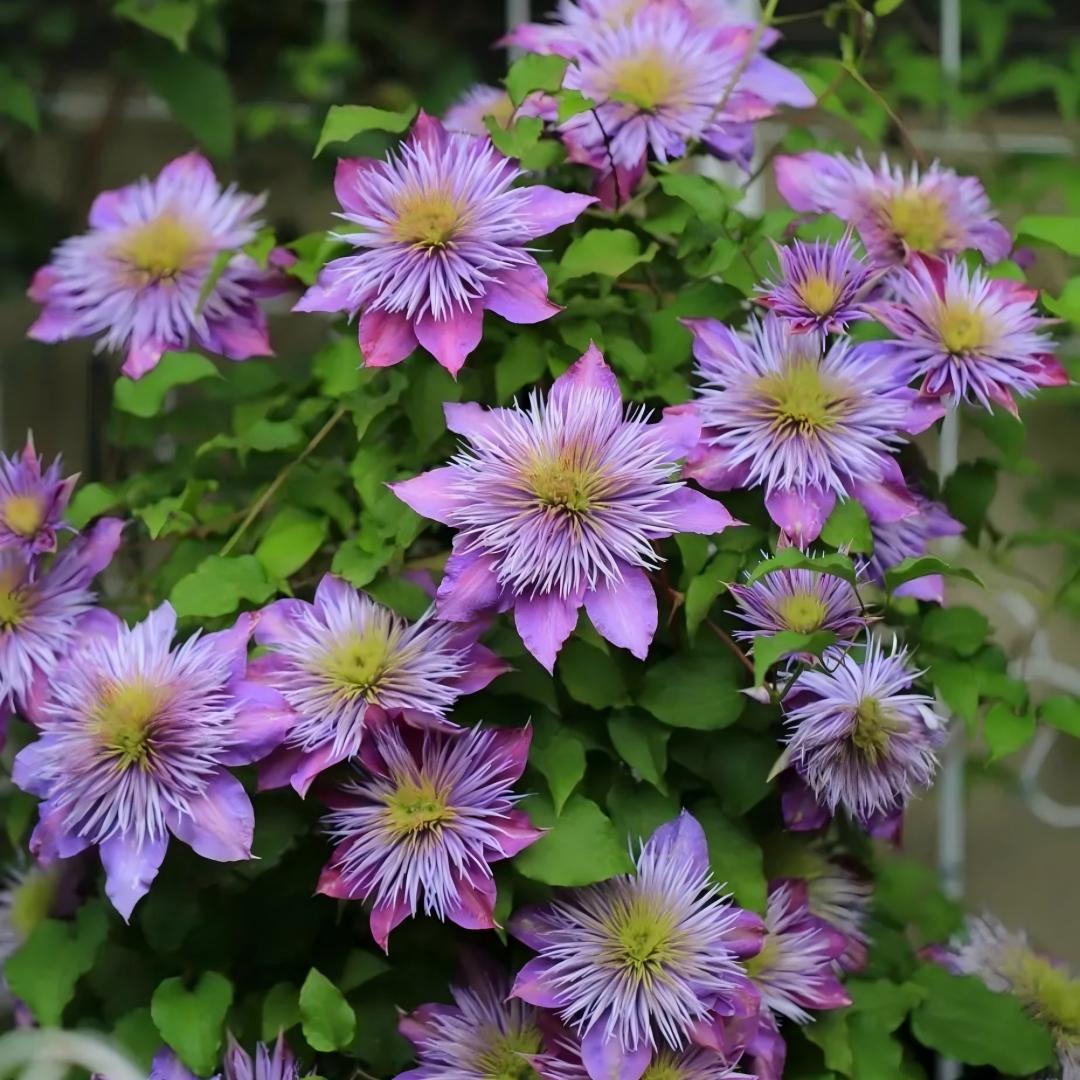 GardenGrace - Clematis-Samen