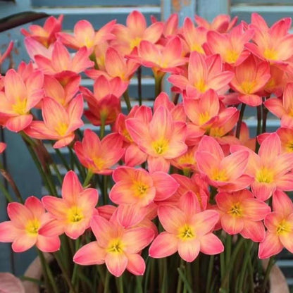 PetalBurst - Bulbos de Floración Rápida
