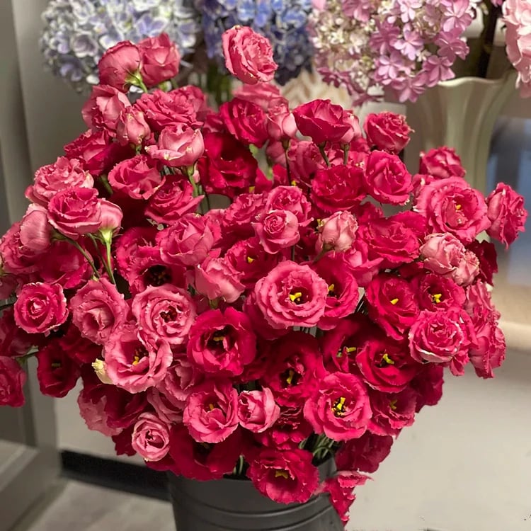 BloomRidge – Semillas de Lisianthus Perennes Resistentes