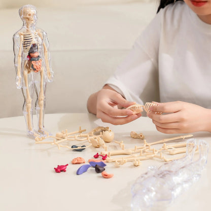 SmartSkeleton – Divertido modelo anatómico Stem para niños