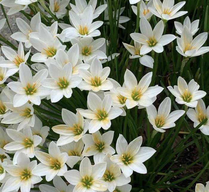 PetalBurst - Bulbos de Floración Rápida