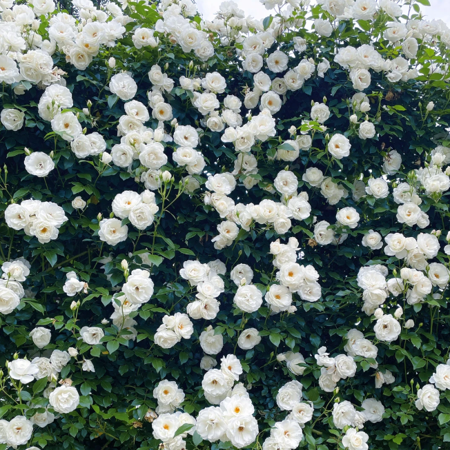RoseCascade – Bulbos de Rosal Trepador Premium