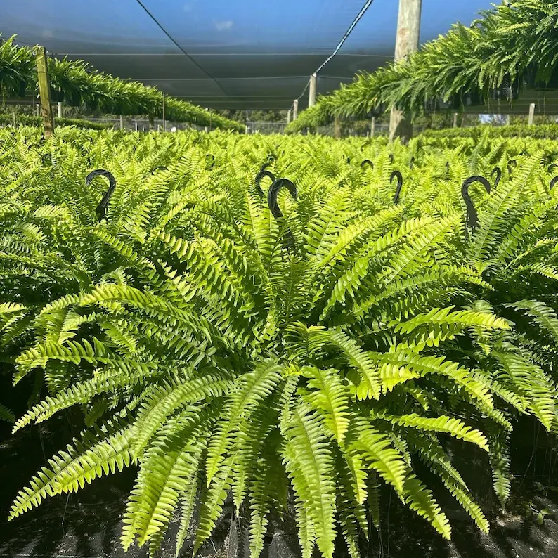 LeafLuxe – Helecho de Boston Artificial Realista con Protección UV