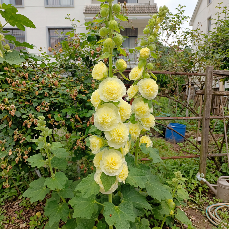 BloomMajesty – Premium-Stockrosensamen