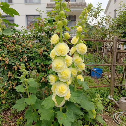 BloomMajesty – Premium-Stockrosensamen