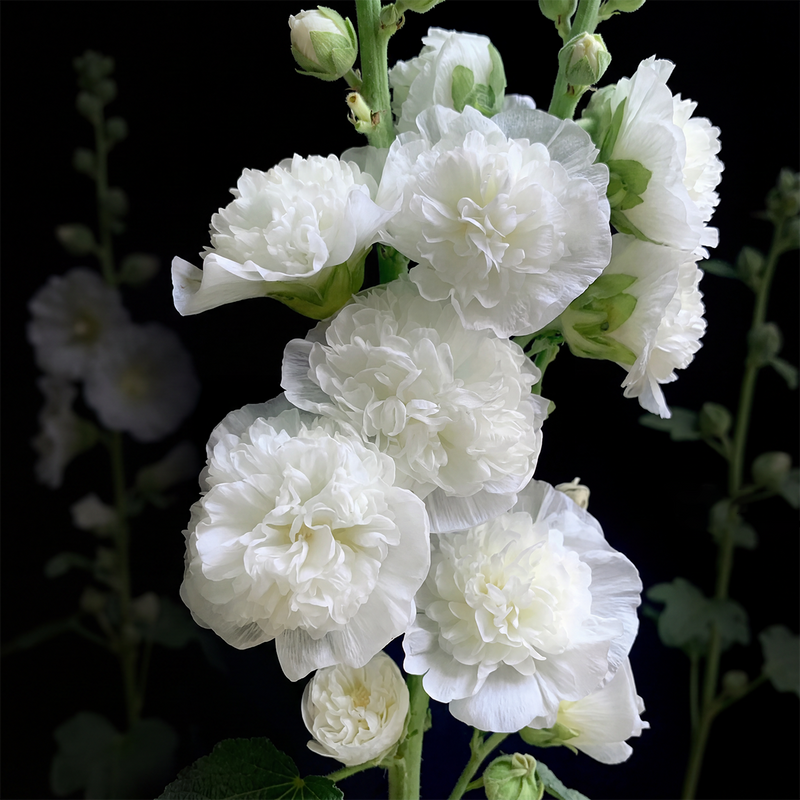 BloomMajesty – Premium-Stockrosensamen