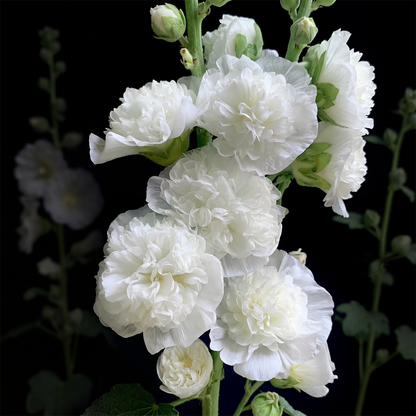 BloomMajesty – Premium-Stockrosensamen