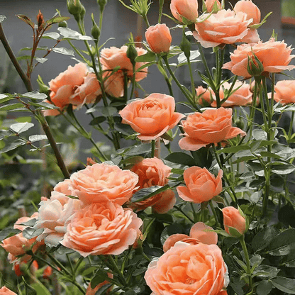 BloomVine – Wunderschöne Kletterrosensamen
