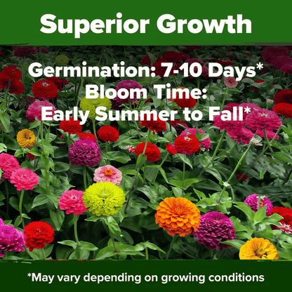 PurePetal – Semillas de zinnia para flores heirloom vibrantes