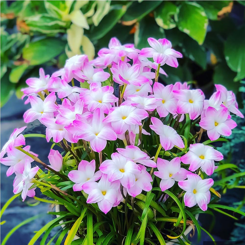 PetalBurst - Bulbos de Floración Rápida