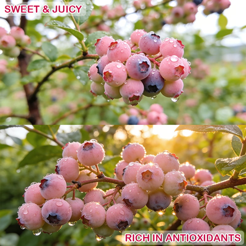 PinkDelight Berries – Semillas de Jardín Premium