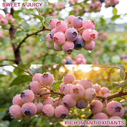 PinkDelight Berries – Semillas de Jardín Premium