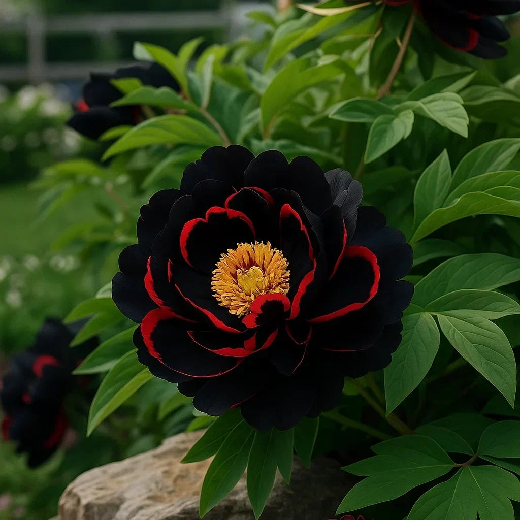 RoyalPetal – Peonías de jardín de lujo