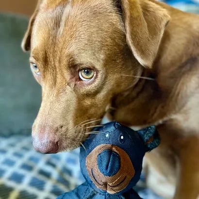 ToughPaws – Juguete para perros irrompible y resistente Unbreaka-Bear