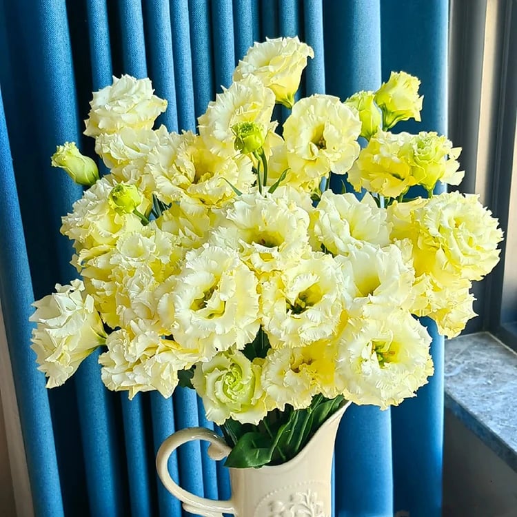 BloomRidge – Semillas de Lisianthus Perennes Resistentes