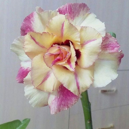 Jardín SunRose – Semillas de Flor del Desierto