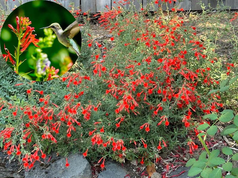 FloraAura "Alfombra de Colibríes" – Semillas de Epilobium garrettii Rainbow Burst