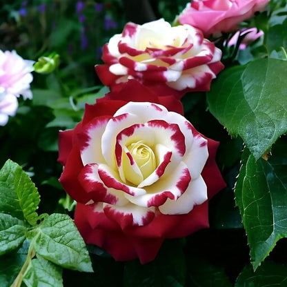 RoseLuxe – Semillas de Rosas Raras Bicolores Rojas y Blancas