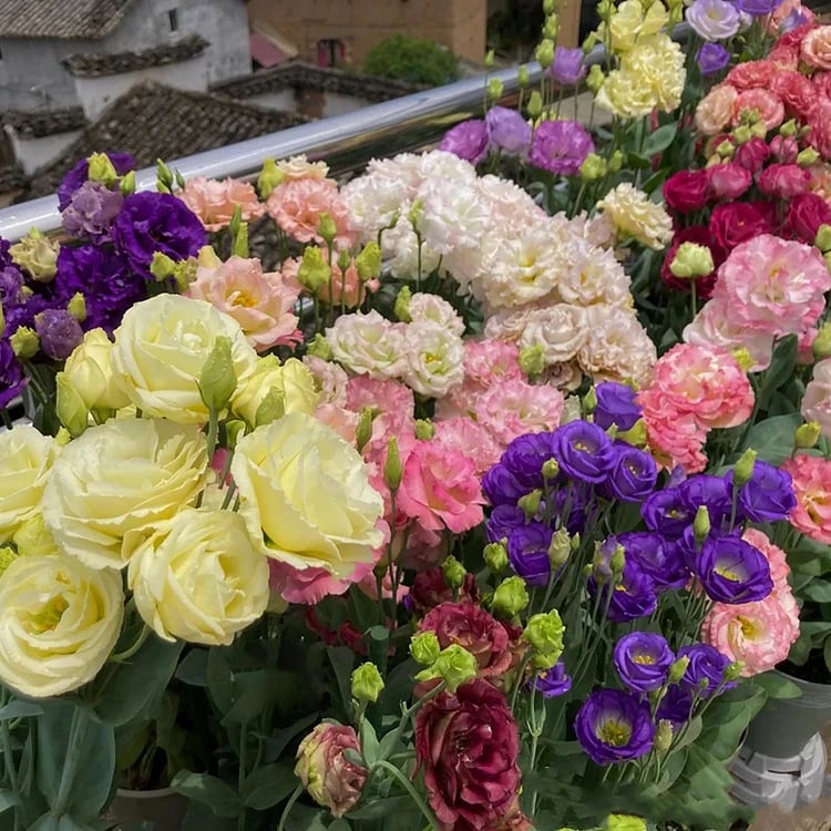 BloomRidge – Semillas de Lisianthus Perennes Resistentes