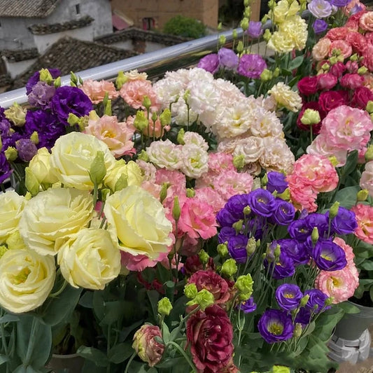 BloomRidge – Semillas de Lisianthus Perennes Resistentes