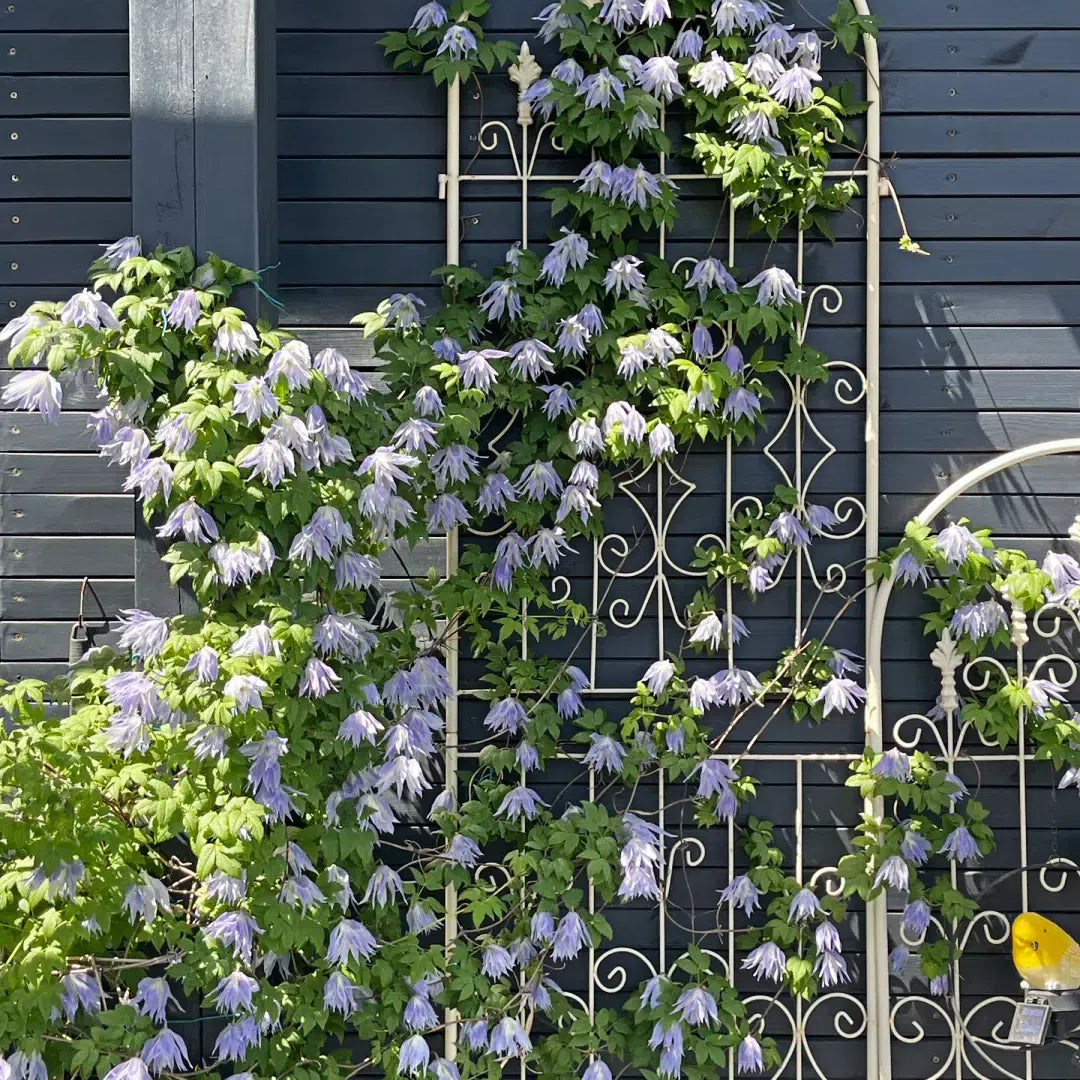 GardenGrace - Clematis-Samen