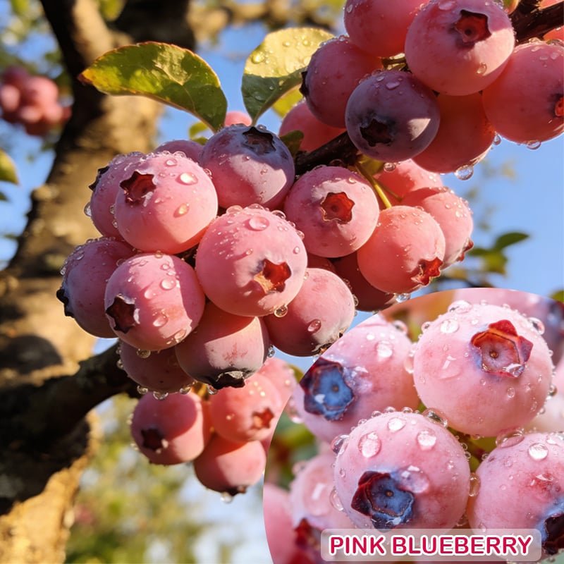 PinkDelight Berries – Semillas de Jardín Premium