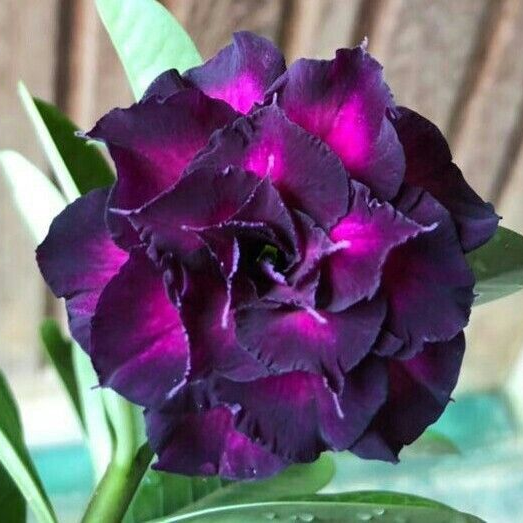 FloraOasis – Semillas de Adenium Premium