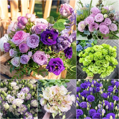 BloomRidge – Semillas de Lisianthus Perennes Resistentes