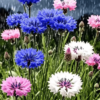 Semillas MeadowMagic – Mezcla de flores aptas para polinizadores