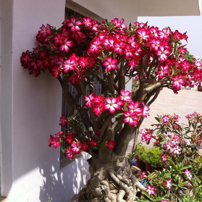 Jardín SunRose – Semillas de Flor del Desierto
