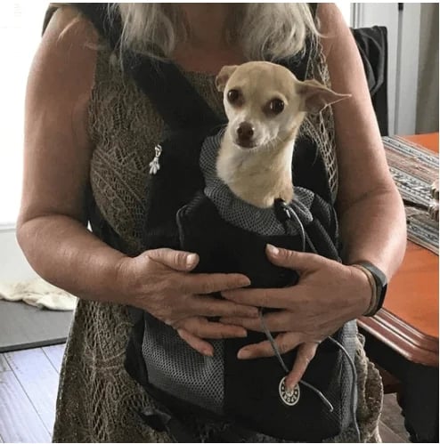 PawStride – Mochila de verano ventilada para mascotas