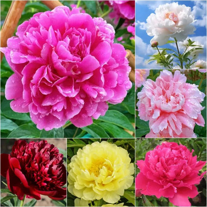 RoyalBloom - Semillas de peonía de lujo | La Reina de las Flores