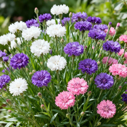 Semillas MeadowMagic – Mezcla de flores aptas para polinizadores
